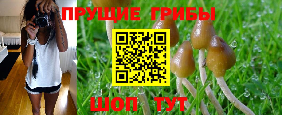 Псилоцибиновые грибы Psilocybine cubensis  Вход с VPN  Ростов-на-Дону  Галлюциногенные грибы мухоморы 